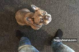 How To Apologize To Your Dog Telling Him Sorry In 5 Steps