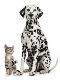 Save up to 50% on big brand pet supplies for cats, dogs and other pets. Pet Food Supply Store One Wag Natural Pet Supplies In Port Washington Wisconsin