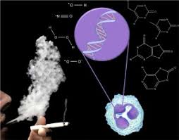 Relationships Among Smoking Oxidative Stress Inflammation Macromolecular Damage And Cancer Sciencedirect