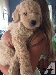 Maybe you would like to learn more about one of these? Beautiful Mini F2b And Standard Size F1b Goldendoodle Puppies Ready For Sale In Ansonia Pennsylvania Classi Goldendoodle Puppy Goldendoodle F1b Goldendoodle