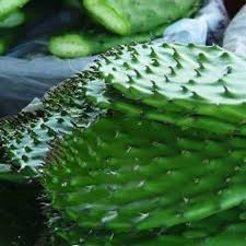 You can click any of the the. Cooking With The Prickly Pear Cactus