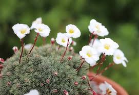 Image result for Galiniera saxifraga