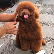 140 Poodle Haircuts Your Pet Will Definitely Love