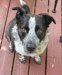 Blue Heeler Border Collie My Good Girl Rosie Blue Heeler Puppies Puppy Pin