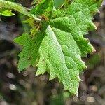 Image result for Cineraria deltoidea