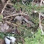 Image result for Felicia muricata