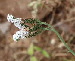 Image result for Heliotropium lineare