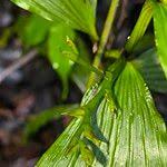 Image result for Corymborkis corymbis