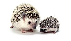 Baby Hedgehogs Are Called Hoglets Or Piglets Description From Animals Sandiegozoo Org I Sear Cutest Animals On Earth Best Pets For Kids Top 10 Cutest Animals