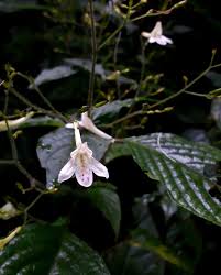 Image result for Isoglossa