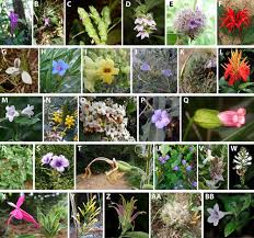 Image result for Anisotes formosissimus