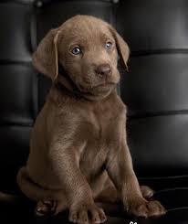 Chocolate Labs Labrador Retriever Look That Sweet Face Looks Like He S Going To Fall Asleep Slide Int Cachorros De Labrador Perro Labrador Perros Bonitos