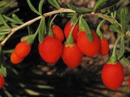 Image result for Lycium