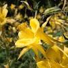 Animals in chaparral live in many different plants such as sagebrush and blue oak. 1