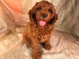 The cockapoo is a mix between a cocker spaniel and a poodle. Dark Red Cockapoo Puppies For Sale In Iowa Professional Breeders