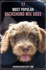 You can also enhance the flavor adding olive oil to your pet's food, which in turn is extremely good for them. 17 Most Popular Dachshund Mix Dogs Your Dog Advisor