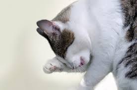 See full list on petmd.com 6 Natural Home Remedies To Treat Ringworm In Cats Excited Cats