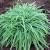 Shade Ornamental Grasses