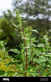 Image result for Chenopodium simplex