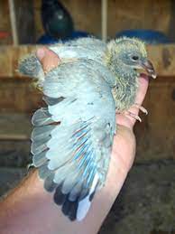 Pigeons Everything There Is To Know About The Pigeon Pcrc