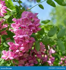 Image result for Margaretta rosea