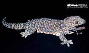 We did not find results for: 11 Arti Mimpi Melihat Ikan Versi Tafsir Islam Hewanpedia