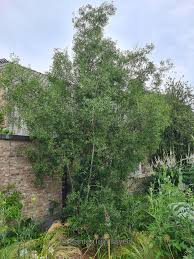 Image result for Maytenus