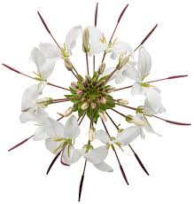 Image result for Cleome bororensis