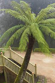 Tree ferns are not really true trees, at least in terms of having a true trunk and branches. What You Need To Know About Tree Ferns For A Cool Climate The Middle Sized Garden Gardening Blog