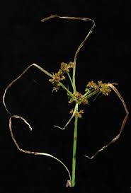 Image result for Courtoisina assimilis