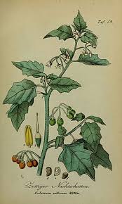 Image result for Solanum villosum