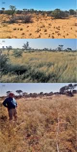 Image result for Oxygonum delagoense