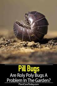 Check spelling or type a new query. Pin On Best Of Plantcaretoday