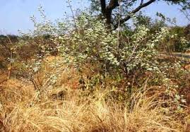 Image result for Hippocratea longipetiolata