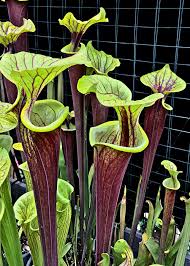 We did not find results for: Growing Sarracenia Icps