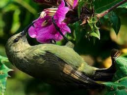 Image result for Secamone stuhlmannii