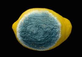 Only very rarely one can discover the typical branched. Fact Sheet Citrus Storage Moulds 197