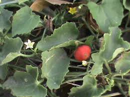 Image result for Kedrostis foetidissima