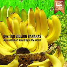 Over 100 Billion Bananas Are Consumed Annually In The World Have You Had A Banana Today Soexindia Banana The 100 World