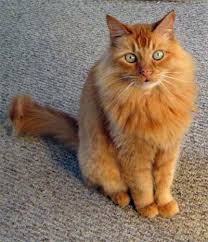 Ragdoll cat with blue eyes closeup. Orange Cats