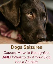 Dog Seizures Causes How To Recognize And What To Do If Your Dog Has A Seizure Dog Seizures Dogs Dog Training