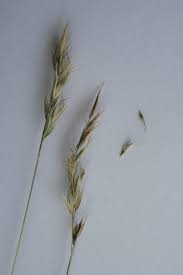 Image result for Rytidosperma davyi