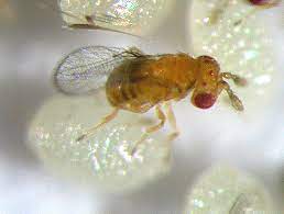 Trichogramma Liberal Dictionary Insects Beneficial Insects Word Origins