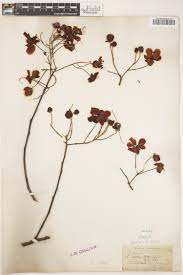 Image result for Zornia pratensis