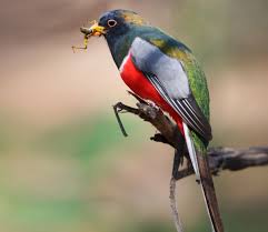 Birds Of Southern Arizona Elegant Trogon Tropical Birds Birds Metallic Colors
