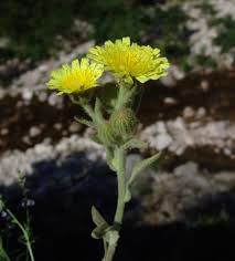 Image result for Nidorella spartioides