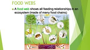 Connect them with arrows showing both predator and prey. Food Chains And Webs Do Now Draw A Food Chain That Includes The Following Organisms Do Now Draw A Food Chain That Includes The Following Organisms Ppt Download