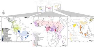 Image result for Landolphia bruneelii