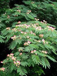 Mimosa Albizia Julibrissin Silk Tree Nemunoki 1 Plants Mimosa Tree Trees To Plant