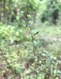 Image result for Pseudechinolaena polystachya